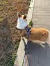 TRUELOVE狗狗牵引绳背心式遛狗链子小型犬胸背带泰迪金毛宠物用品法斗柯基 碎花青（不含牵引绳） L胸围69-81cm建议18kg-30kg 实拍图