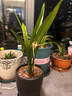 特级浓香型企黑兰花国兰客厅四季好养盆栽绿植物国花高端送礼物 高度40cm冠幅15cm特级精品兰花 3苗裸根发货 实拍图