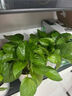双盟绿萝盆栽除甲醛办公室新房净化空气180款白色吸水盆4盆源头直发 实拍图
