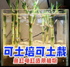 迷你富贵竹龙竹观音竹节节高小号盆栽室内水养桌面办公室带根绿植 带根须【6棵】六六大顺 招财竹【10-15公分】不含瓶 实拍图