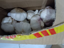 仙果春天精打细蒜 新鲜生鲜蔬菜多瓣大蒜头无添加正宗 带泥湿大蒜1斤 实拍图