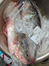 鲜活冲浪河鲈鱼400-500g/条 实拍图