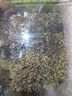 疯狂水草鱼缸水草种子水培植物直接入鱼缸造景水草籽种子速成小对叶牛毛草 实拍图