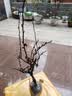 原生长寿冠海棠花盆栽四季开花树苗花卉植物室内盆景老桩耐寒好养 5年海棠【带原土 带花苞】 不含盆 实拍图
