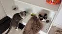 猫咪防猫掉毛吃什么深海鱼油营养片美毛靓毛维生素非药防脱毛神器 3盒【再也不掉毛】 实拍图