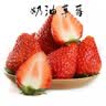 恋品惠草莓苗原土发货开花大果四季奶油草莓苗批发草莓苗当年结果穴盘苗 12棵宁玉草莓【原土发货】+肥料 实拍图