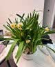 花翁漳州水仙花种球盆栽水养花卉绿植室内冬季水培植物带花苞源头直发 实拍图