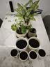 盆生花道特价花盆陶瓷简约透气带托盘家用阳台盆栽绿植多肉盆厂家 4个极简雅柠檬组合(配托) 无规格 实拍图