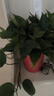 双盟绿萝盆栽除甲醛花卉绿植办公室新房净化空气180款福字4盆源头直发 实拍图