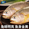 威尔斯（WEIERS）【春节也送货】宁德大黄鱼600g 地标认证黄花鱼 深海鱼生鲜鱼类 实拍图