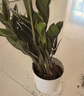 萌肉居黑金刚植物橡皮树盆栽花卉室内耐旱绿植/2株橡皮树早安盆源头直发 实拍图