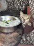 诚实一口P40全价猫粮 成猫幼猫84%高鲜肉长肉美毛养胃乳鸽口味通用型12kg 实拍图