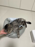 梵都宠舍猫窝四季保暖蛋挞猫垫子猫狗窝猫床宠物窝 实拍图