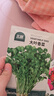 北蔬各种蔬菜种子生菜草莓香菜小香葱黄瓜阳台四季菜籽 12种蔬菜种子 实拍图