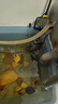 森森鱼缸油膜处理器除油污器水族箱水草内置过滤器过滤设备JY-03 5W 实拍图