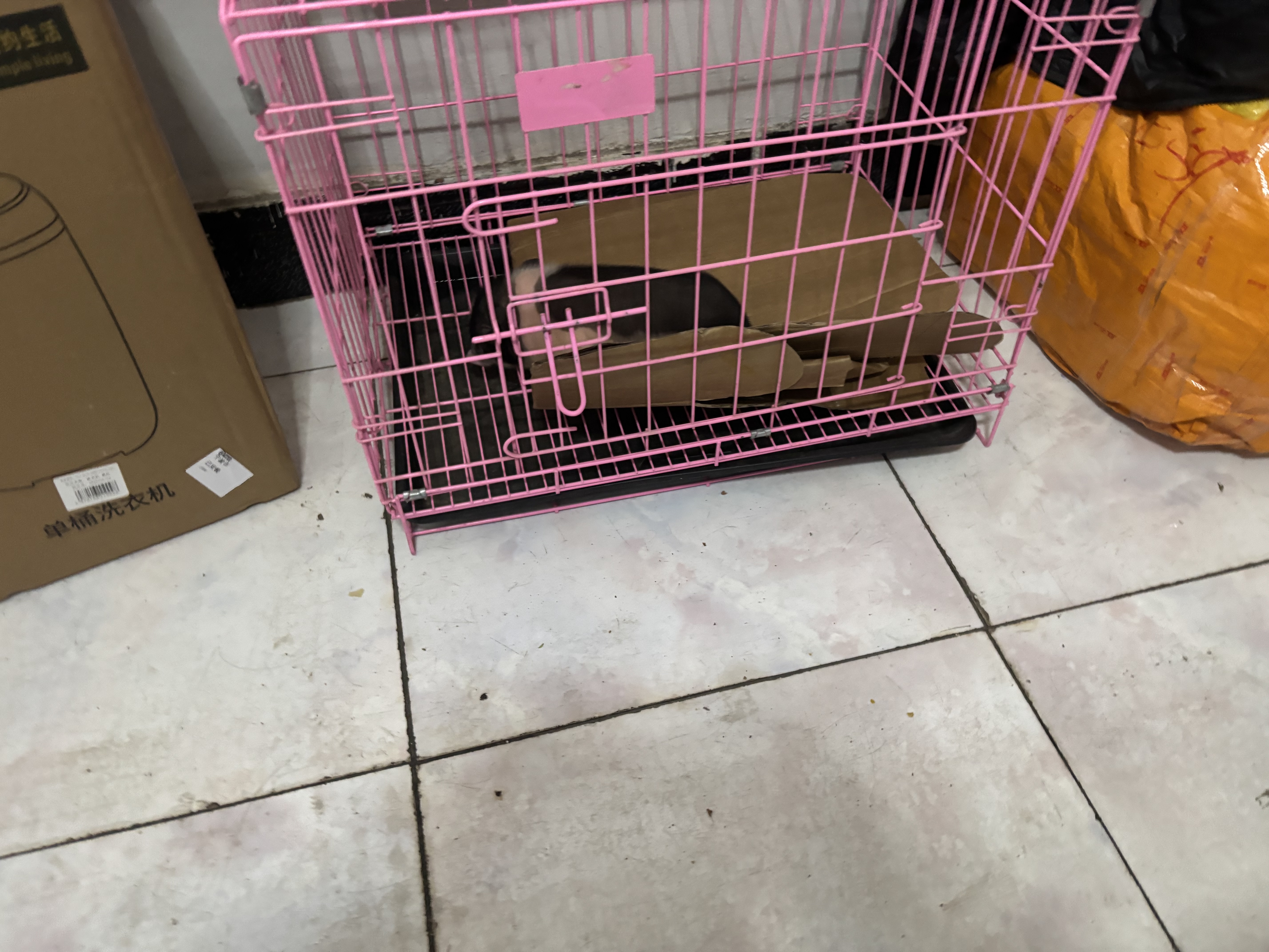 暮秋小主【猪猪侠同款】宠物小香猪活体幼崽家养纯种迷你猪活物可爱萌宠 泰国小香猪幼崽（公） 实拍图