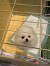 蔻丝狗笼子小型犬带厕所分离一室一厅一卫家用室内泰迪博美比熊幼犬笼 实拍图