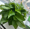 双盟绿萝盆栽除甲醛花卉绿植办公室180款加仑自吸水盆8盆装源头直发 实拍图