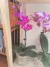 劉閣蘭花兰花盆栽室内客厅花卉绿植蝴蝶兰随机盲盒带花剑配瓷白盆源头直发 实拍图