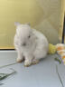 暮秋小主血统宠物兔垂耳兔活体大型安哥拉长毛迷你侏儒猫猫兔活物已做疫苗 单血统霜白垂耳兔（公母备注） 实拍图