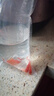 金鱼草金鱼观赏鱼冷水好养耐活小鱼苗锦鲤 5-7cm 红草金买1条送1条（加备损） 实拍图