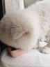 网易严选犬粮 小型犬狗粮幼犬通用鸭肉梨去泪痕泰迪比熊博美 2kg 实拍图