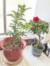 绿丝绦桂花树盆栽四季开花盆景室内庭院阳台开花树苗耐寒绿植花卉树苗 金桂 2年苗 实拍图