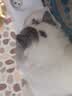 猫咪防猫掉毛吃什么深海鱼油营养片美毛靓毛维生素非药防脱毛神器 1盒【专治猫掉毛】 实拍图