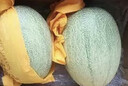 京鲜生 海南哈密瓜西州蜜/西周蜜 3-4粒 10斤起 生鲜水果礼盒 实拍图