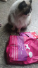 玫斯猫粮（metz）幼猫/成猫猫粮猫全猫粮奶糕英短美短全价美毛 全猫粮1.5kg 实拍图