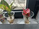 沭之美吉利红水培植物如意绿植花 吉利红1株+如意1株不含盆 源头直发 晒单实拍图