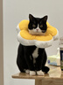 华元宠具（hoopet）猫咪伊丽莎白圈项圈宠物狗狗圈耻辱圈颈圈脖圈头套犬防舔头罩头套 实拍图