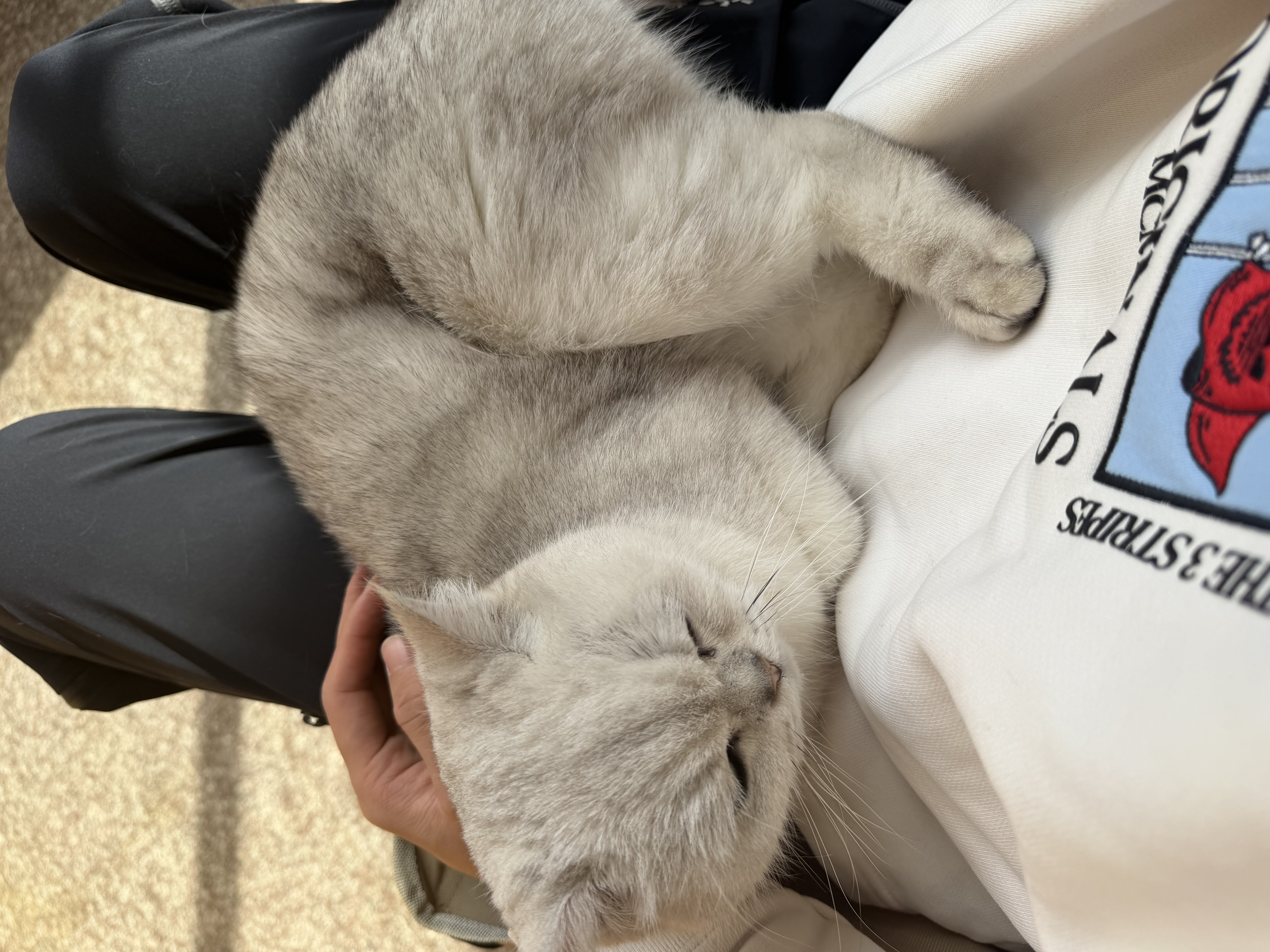 猪爸爸儿童棉拖鞋1-3岁男童秋冬室内家居防滑保暖女童宝宝包跟棉鞋黄19 实拍图