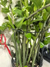 九千谷植物支撑架支撑支架园艺花架阳台爬藤护叶半圆35*70CM 2对装8373 实拍图