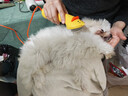 来旺兄弟宠物吹风机吹梳一体机 泰迪比熊小型犬拉毛造型家庭美容神器 实拍图