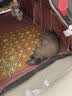 BCM兔子营养膏 龙猫兔兔乳铁蛋白仓鼠宠物营养补充剂120g 实拍图