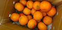 京鲜生 广西优级沃柑 净重5斤单果110g起 生鲜桔子水果年货礼盒 实拍图