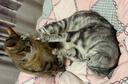 卫仕 猫多维10片 猫用复合维生素片美毛强壮骨骼宠物营养猫咪维生素 实拍图