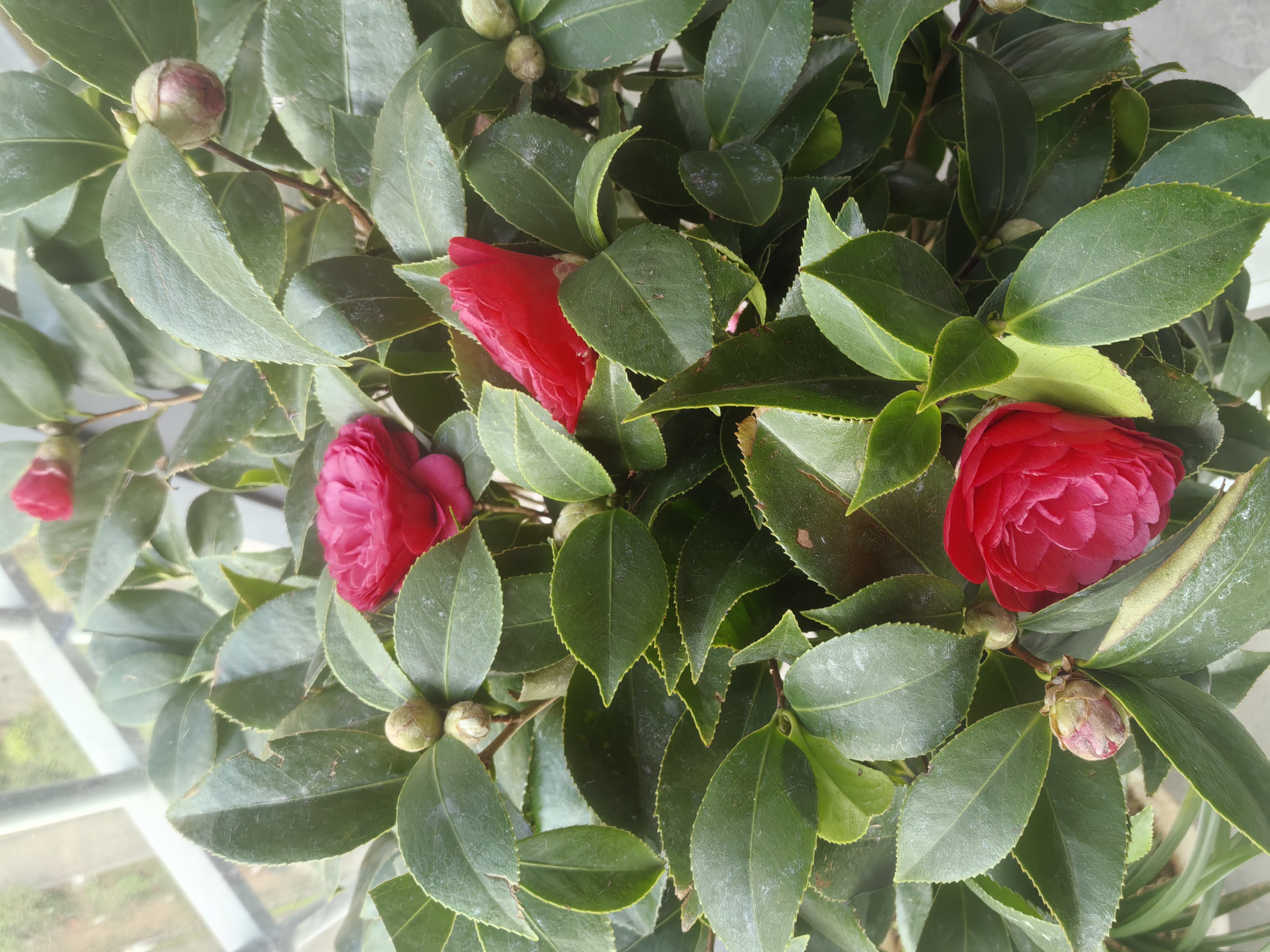 御卉阁茶花盆栽带花苞四季开花室内阳台好养浓香型山茶花树苗花卉绿植 六角大红 8年苗树形好花苞多 实拍图