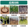 国光根盼5%吲丁萘乙酸树木盆景花卉苗木扦插生根液通用农药生长调节剂 实拍图