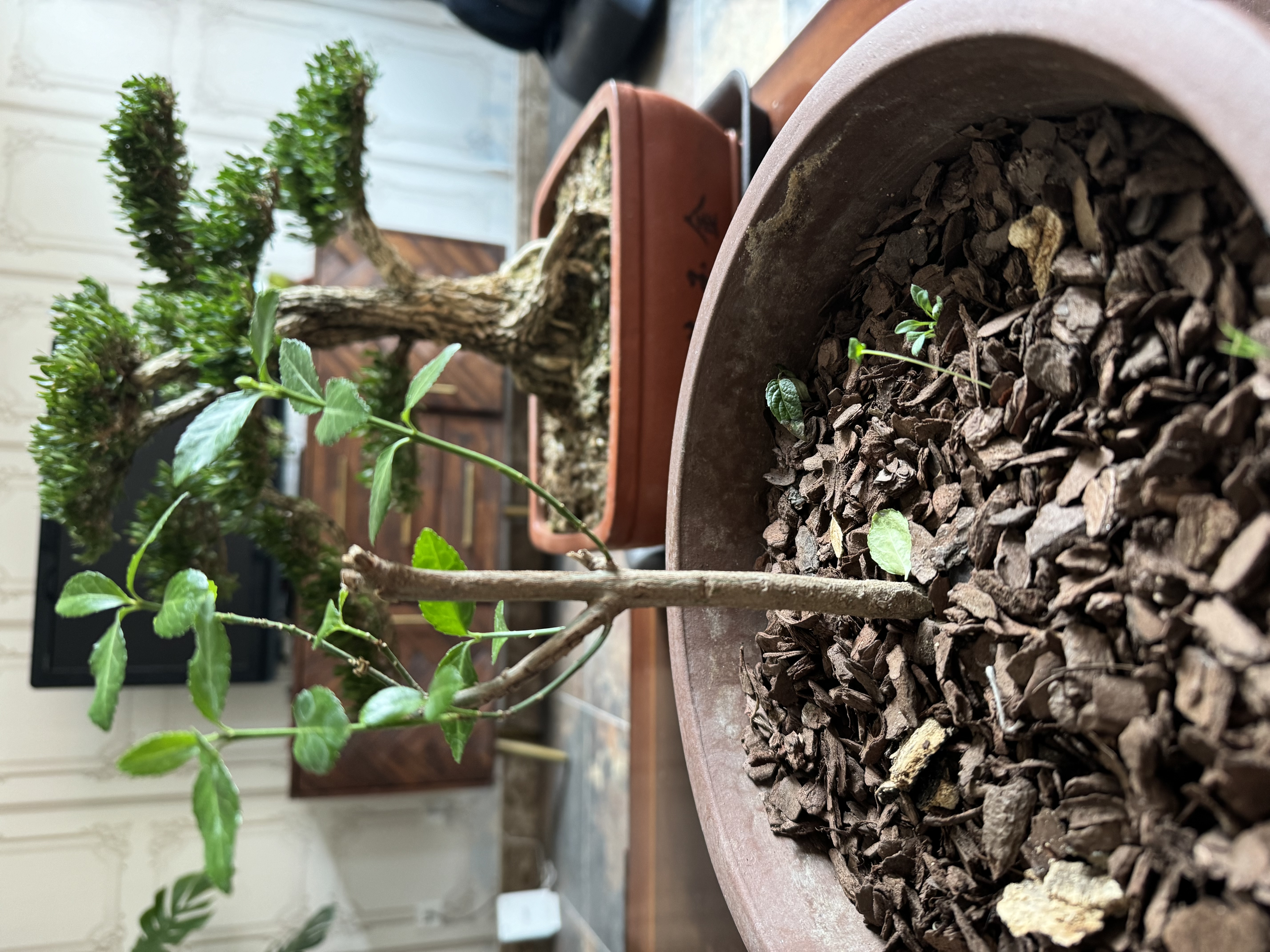 松树皮块松鳞发酵腐熟包邮兰花专用君子兰植料石斛月季兰科营养土 发酵松磷【约9斤】9-12mm 实拍图