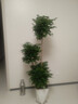 叹为观止大型植物发财树各种大颗盆栽开业乔迁客厅办公室内好养大型花卉 三层幸福树【1.5-1.7米】 含盆 实拍图