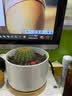 绿荫巷子仙人掌球多肉植物盆栽室内类电脑桌面绿植小盆栽组合好养肉肉盆景 趣味【招财手+金冠】白托盆+摆件 含盆 实拍图