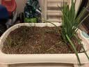 德沃多蔬菜专用营养土30L园艺种菜土壤盆栽花土果蔬有机种植椰糠 实拍图