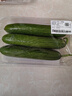 【水果菜】荷兰水果黄瓜约400g 实拍图