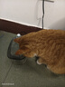 【京东物流】猫咪饮水机流动循环宠物喂水神器水碗水盆家用狗狗 全透明-1500ml+过滤棉3片 实拍图
