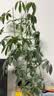 植物支撑杆爬藤架工具植物支架通用型花架拼接园艺兰花阳台花架子 自由组装（可拼5层）30根 材料厚实  经久耐用 实拍图