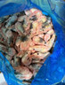 禧美海产熟冻北极甜虾净重3斤装/盒 150/180小号规格 MSC认证 轻食海鲜 实拍图