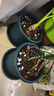 爱丽思（IRIS）Deepot花盆加厚树脂控根圆口绿萝绣球月季多肉发财树塑料加仑花盆 8号深绿色(口径约26.6cm)约8L 实拍图