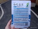 【限时优惠】随种随吃调料菜种子组合春季四季种耐热阳台盆栽蔬菜 小叶香菜种子1包约1000粒 一包约1000粒 实拍图